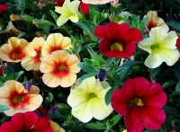 Пазл Петунии