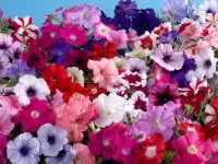 Пазл Петуния 1