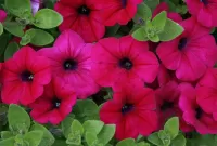 Пазл Петуния