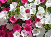 Пазл Петуния