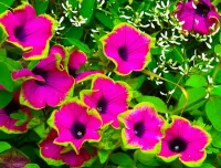 Пазл Петуния 