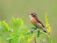 Пазл Певец утра