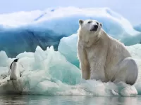 Пазл Пингвин и медведь