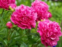 Пазл Пионы 3