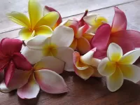 Пазл Плюмерия
