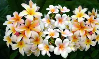 Пазл Плюмерия