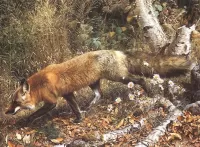 Пазл По следу