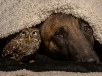 Пазл Под одеялом