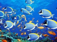 Пазл Под водой