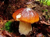 Пазл Подарок из леса