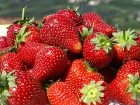 Пазл Подарок лета