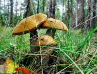 Пазл Подосиновики