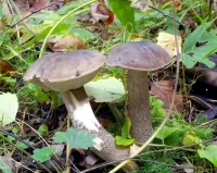 Пазл Подберёзовики