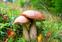 Пазл Подберёзовики