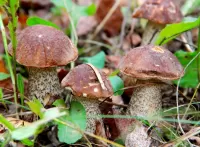 Пазл Подберёзовики