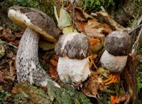 Пазл Подберёзовики