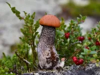 Пазл Подосиновик