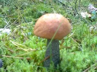 Пазл Подосиновик