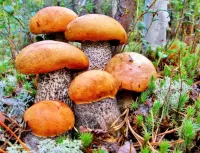 Пазл Подосиновики