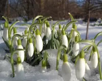 Пазл Подснежники
