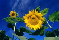 Пазл Подсолнух