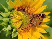 Пазл Подсолнух и бабочка