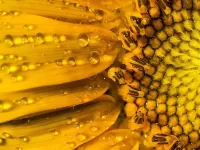 Пазл Подсолнух в росе