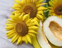 Пазл Подсолнухи и дыня