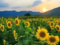 Пазл Подсолнухи 