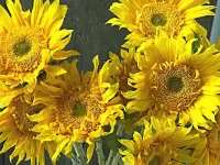 Пазл Подсолнухи