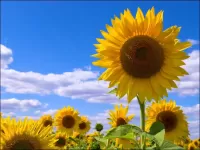 Пазл Подсолнухи и небо