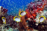 Пазл Подводный мир