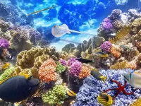 Пазл Подводное царство