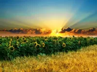 Пазл Поле подсолнухов