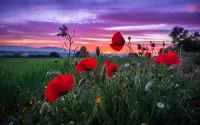 Пазл Полевые маки