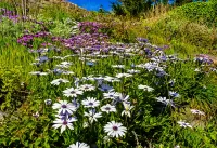 Пазл Полевые цветы