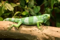 Пазл Полосатая ящерица