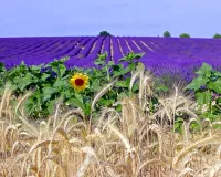 Пазл Поля для релаксации