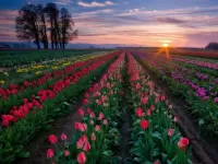 Пазл Поля тюльпанов