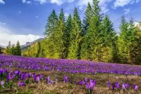 Пазл Поляна крокусов