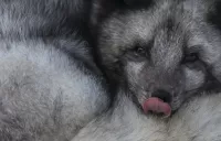 Пазл Полярная лисица