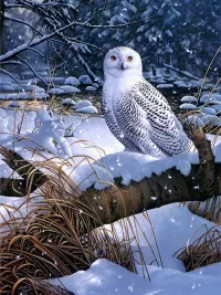 Пазл Полярная сова