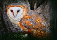 Пазл Сипуха