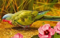 Пазл Попугай 