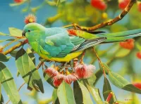 Пазл Попугай