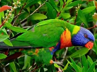 Пазл Попугай