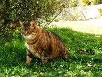 Пазл Пора поохотиться