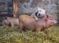 Пазл Поросята