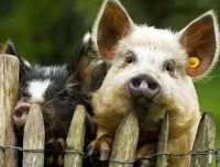 Пазл Поросята