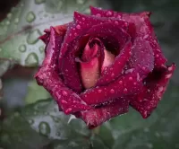 Пазл После дождя 